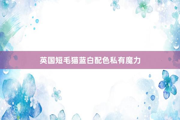 英国短毛猫蓝白配色私有魔力